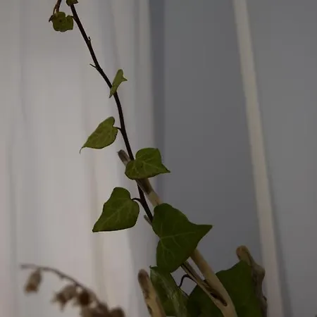 Domunua House Appartement *