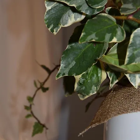 Appartement Domunua House Cefalù