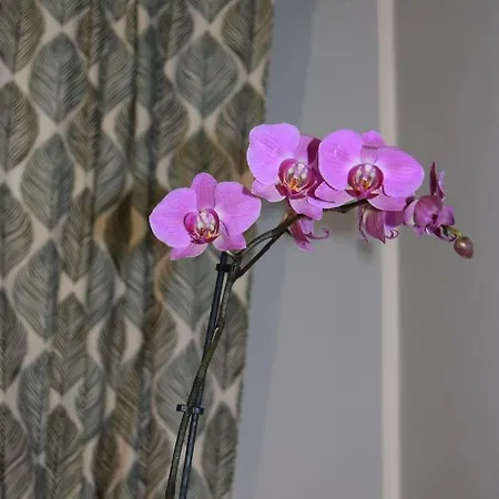 Appartement Domunua House *